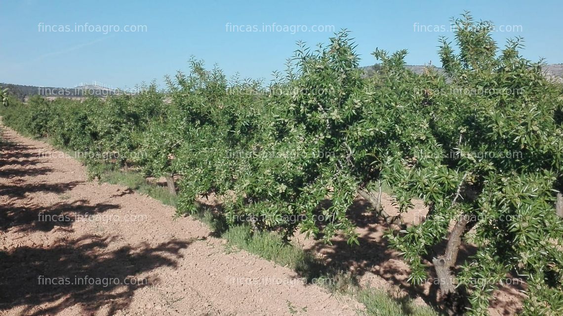 Fotos de A la venta plantación de almendros, urbanizable.