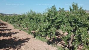 A la venta plantación de almendros, urbanizable.