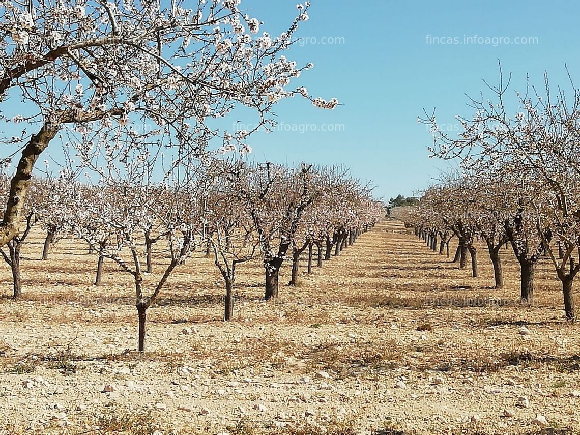 Fotos de A la venta plantación de almendros, urbanizable.