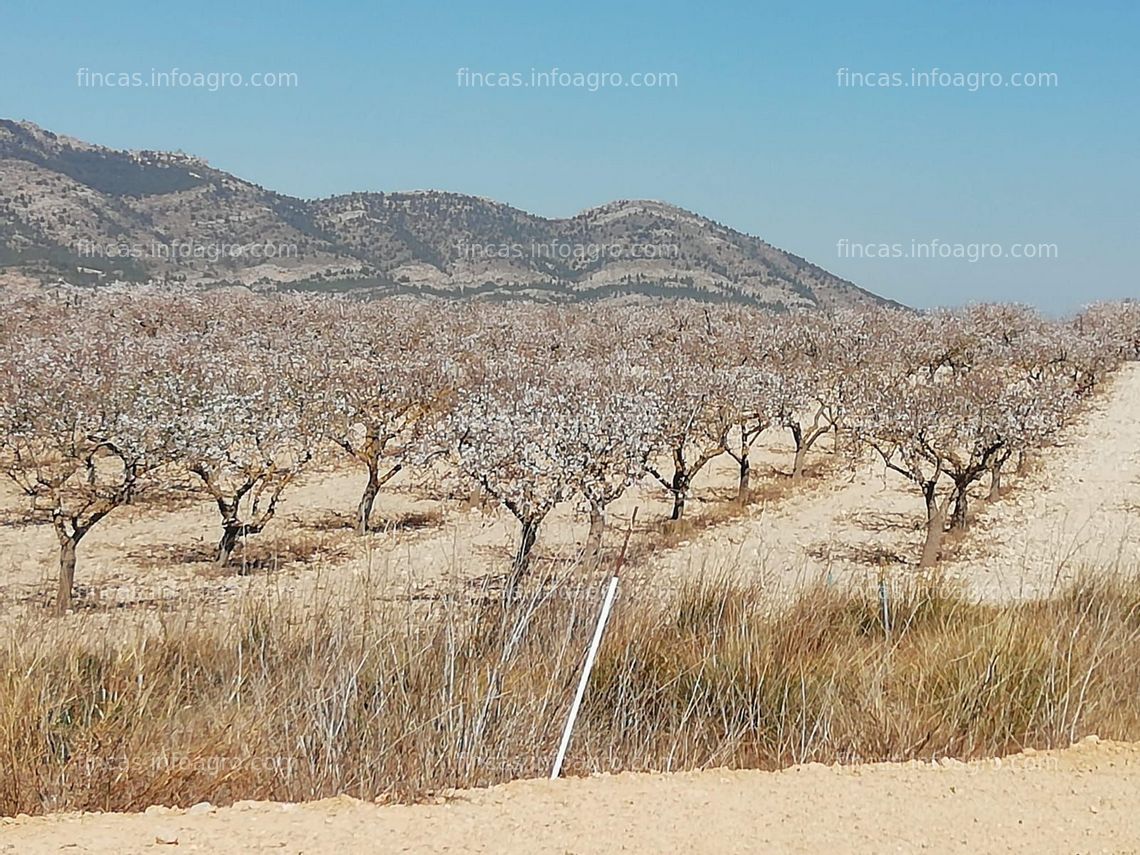 Fotos de A la venta plantación de almendros, urbanizable.