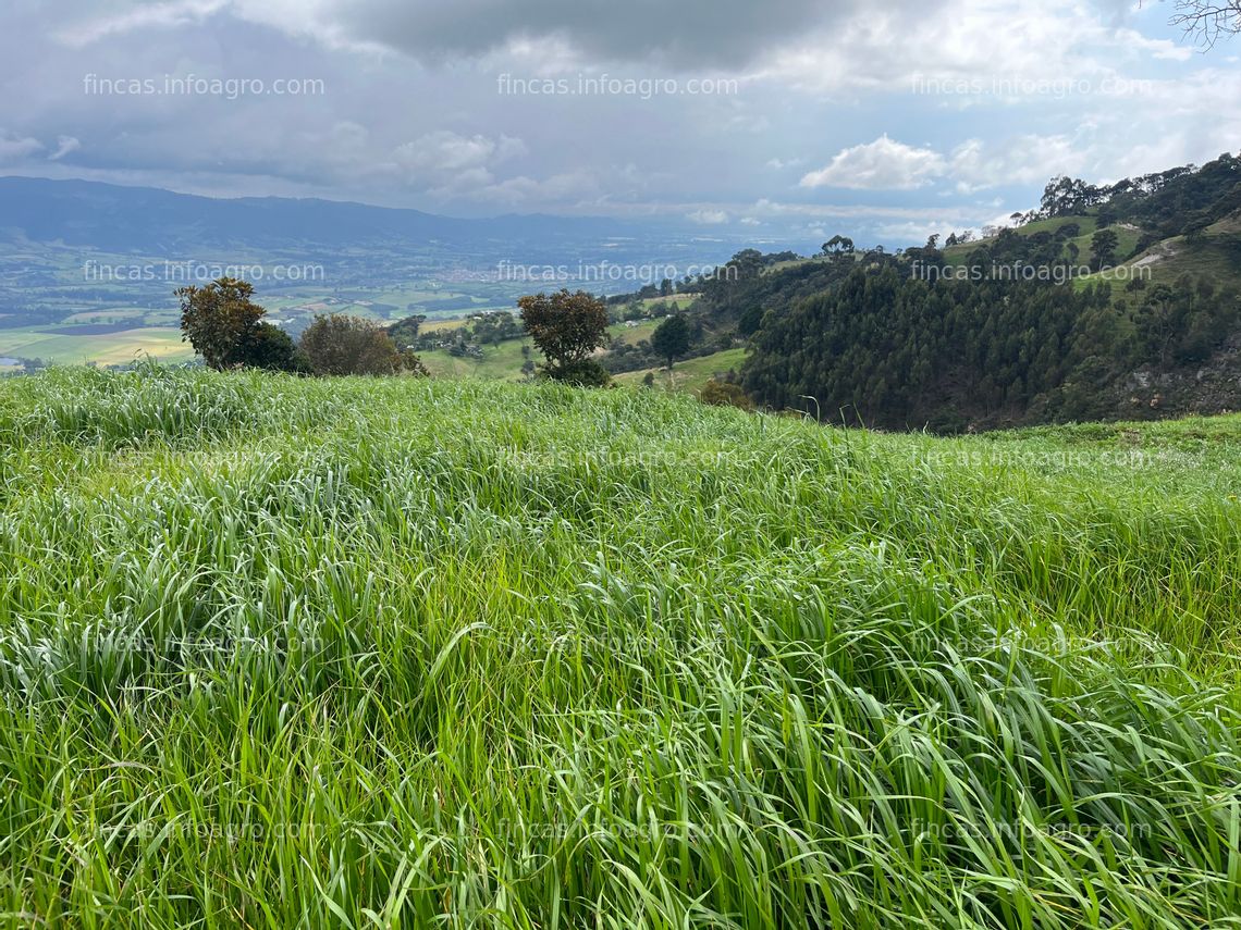 Fotos de A la venta finca: Número Tres (3) El Tagua Ubicación: Vereda Cascajal, zona rural del municipio de Subachoque, Departamento de Cundinamarca, Colombia Área Total del Terreno: 12 hectáreas y 4245 m²