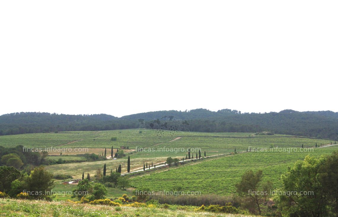 Fotos de En venta  Finca con viñedo en el Penedès, Barcelona.