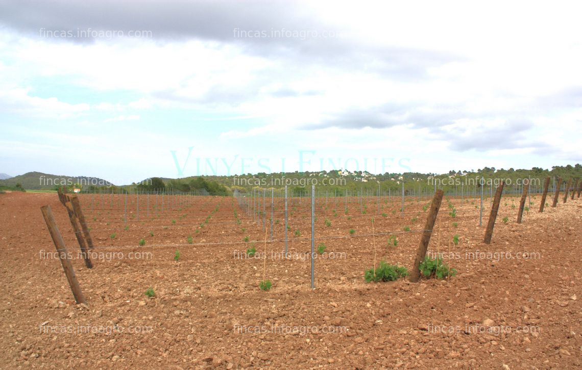 Fotos de En venta  Finca con viñedo en el Penedès, Barcelona.