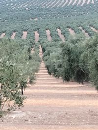 Fotos de En venta  Finca de Olivo de regadio