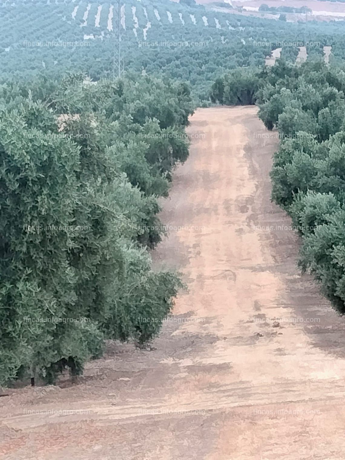 Fotos de En venta  Finca de Olivo de regadio