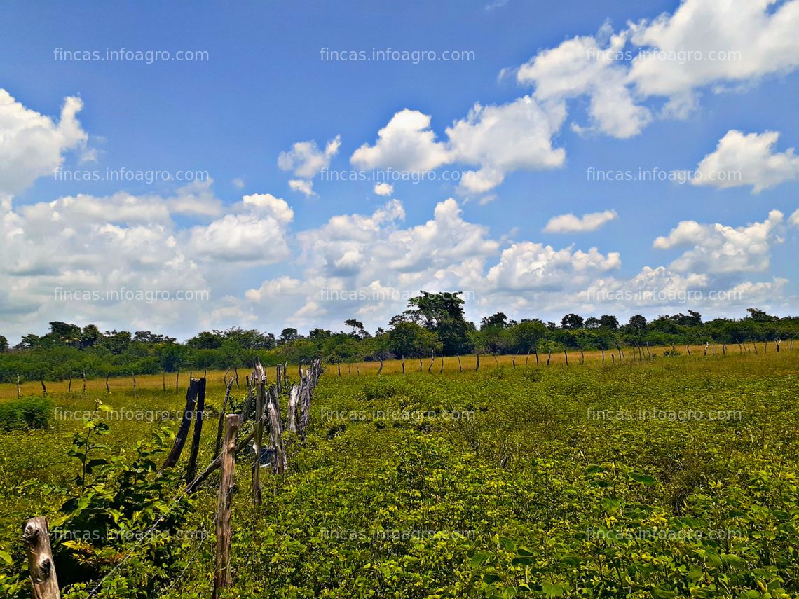 Fotos de En venta  FINCA PRODUCTIVA DE 200 HECTÁREAS | ESTADO GUÁRICO