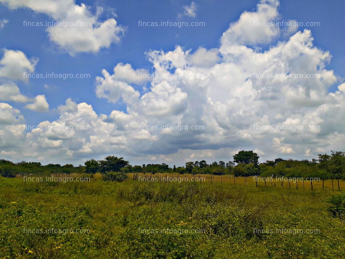 Fotos de En venta  FINCA PRODUCTIVA DE 200 HECTÁREAS | ESTADO GUÁRICO