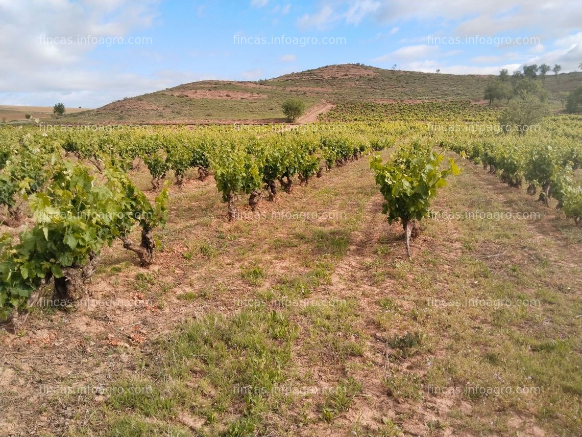 Fotos de Vendo Finca Rústica-Viñedo