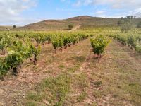 Fotos de Vendo Finca Rústica-Viñedo
