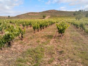 Vendo Finca Rústica-Viñedo