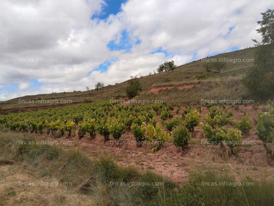 Fotos de A la venta Viñedo en producción 