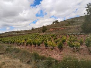 A la venta Viñedo en producción 