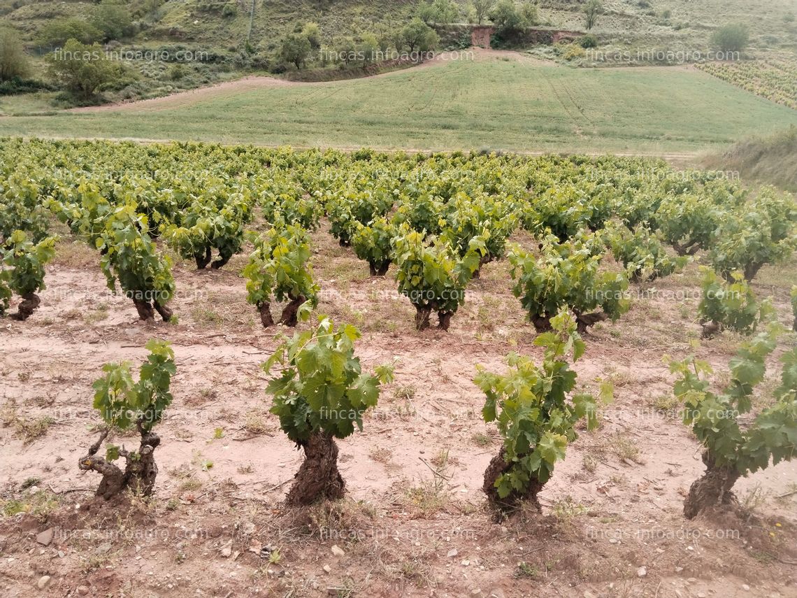 Fotos de A la venta Viñedo en producción 