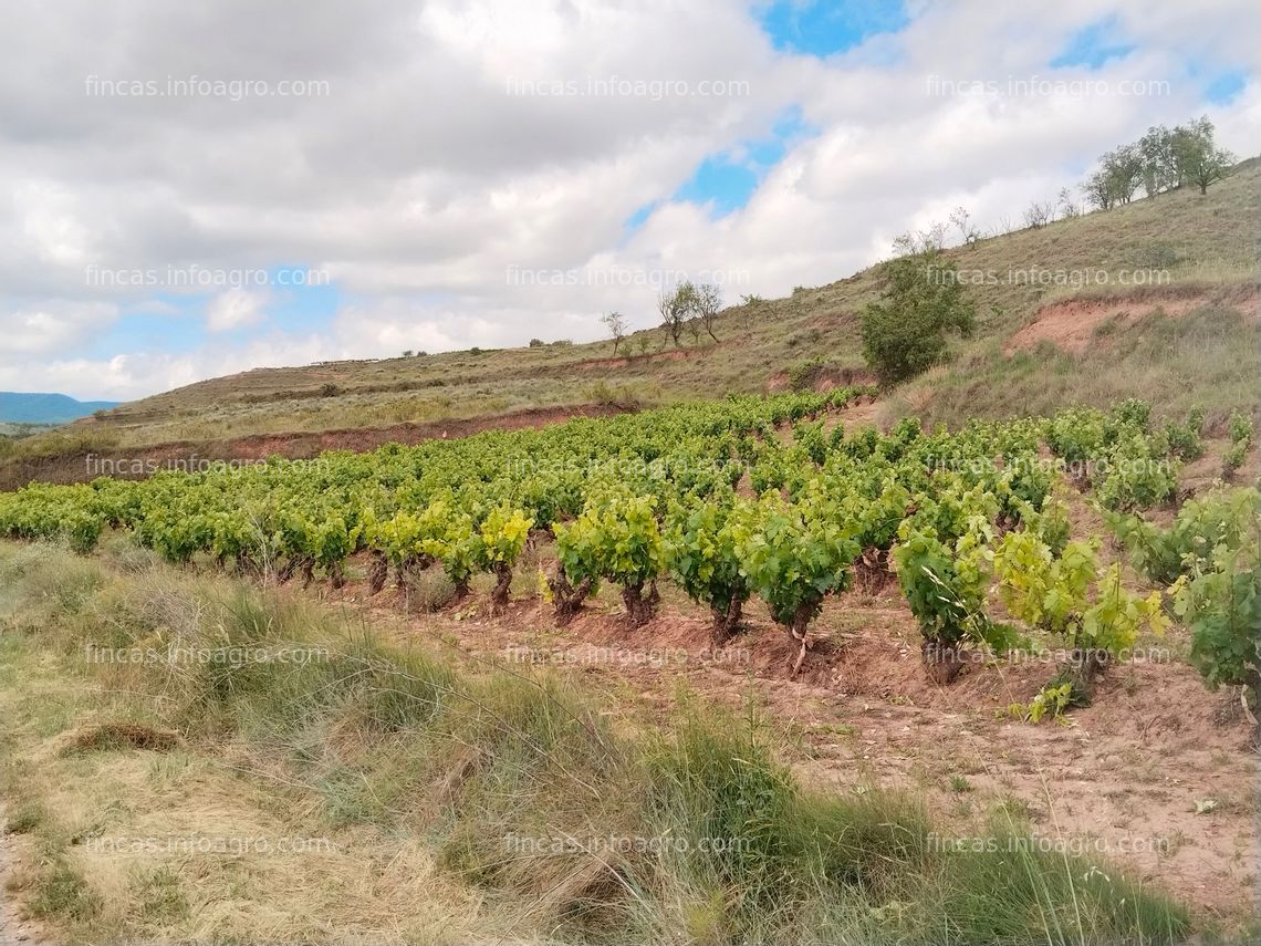 Fotos de A la venta Viñedo en producción 