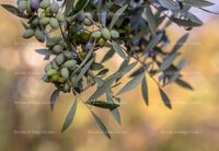 Fotos de Vendo parcela de 100 olivos en Los Villares (Jaén)