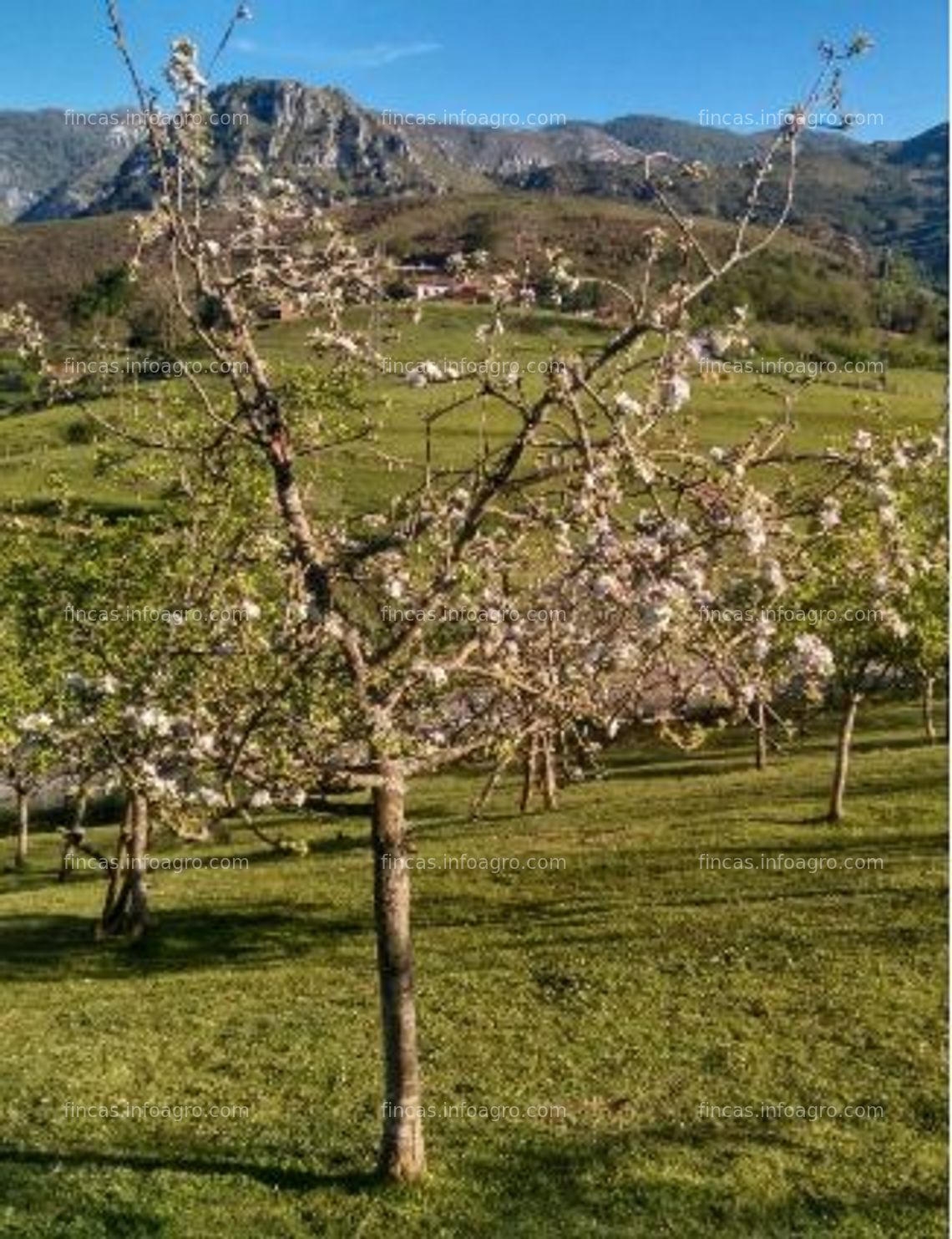 Fotos de En venta  Parcela rústica con manzanos