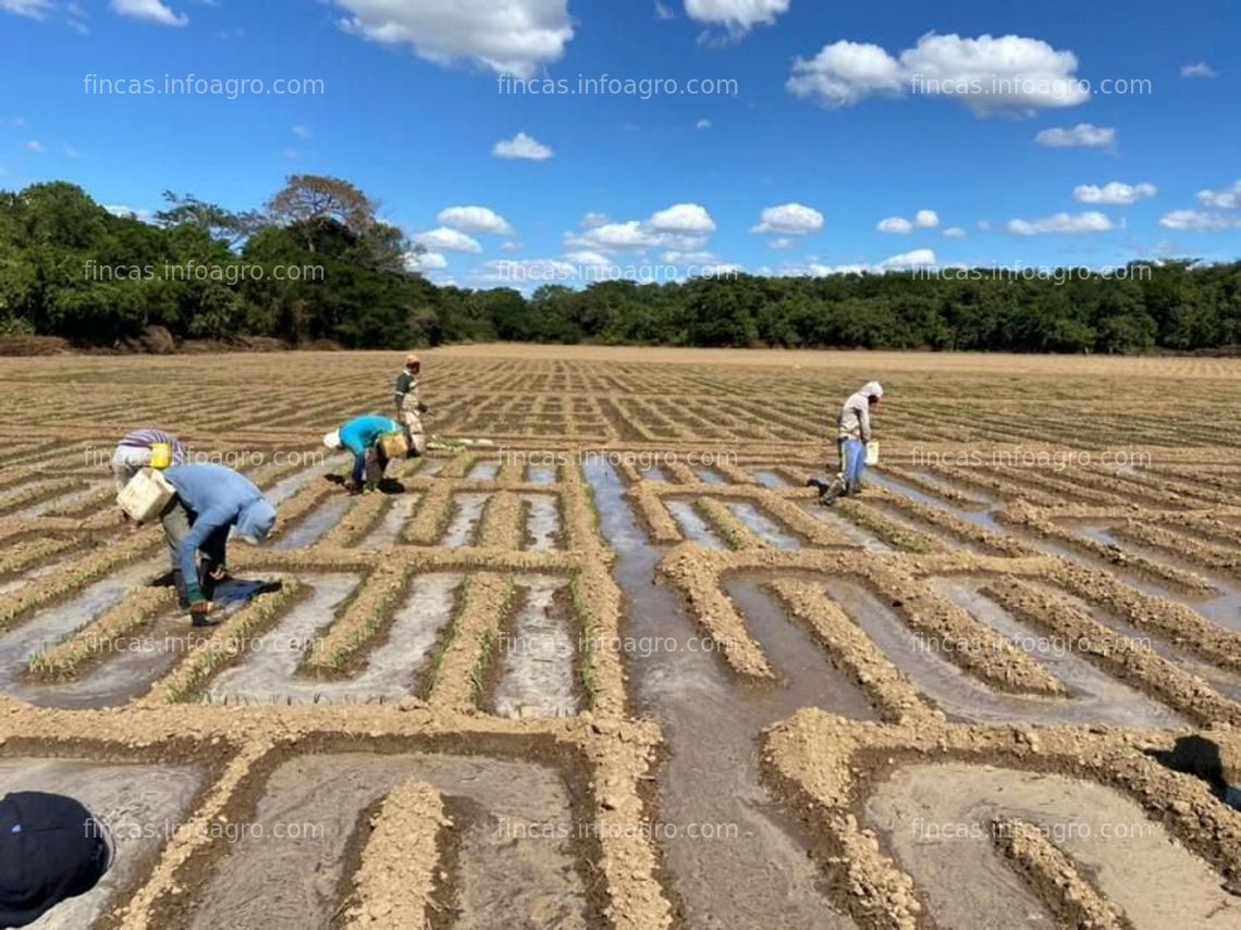 Fotos de A la venta finca productiva de 800 hectáreas | Estado Guarico