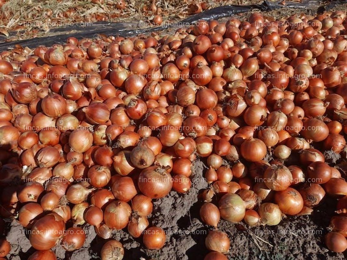 Fotos de Se vende finca en Argentina 1.400 has con riego