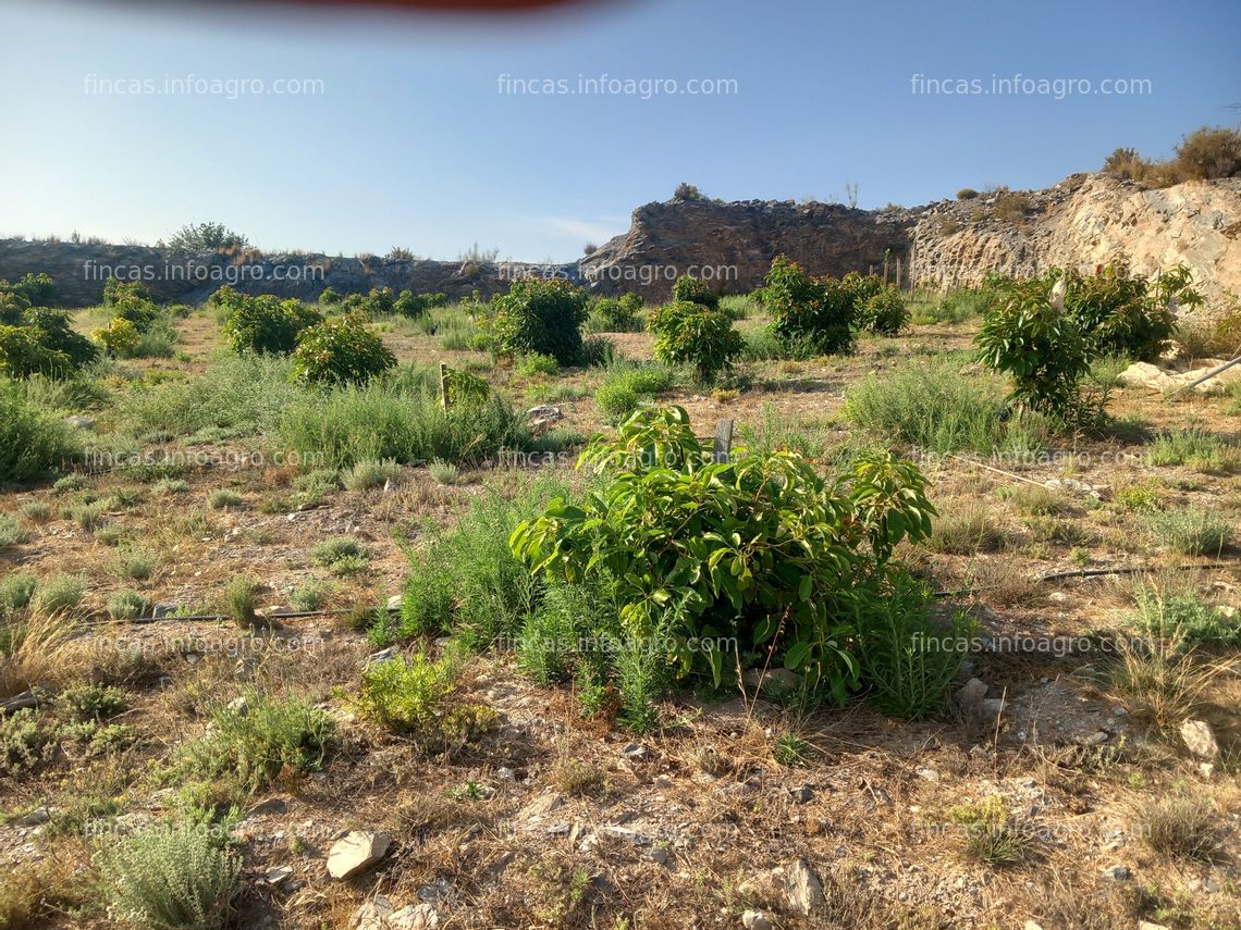 Fotos de Se vende finca rústica en Motril