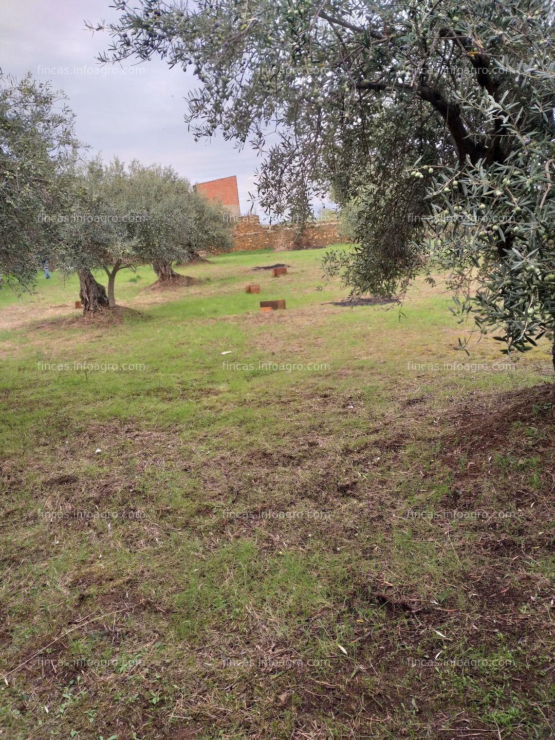 Fotos de Vendo casa en ruinas y olivar anexo