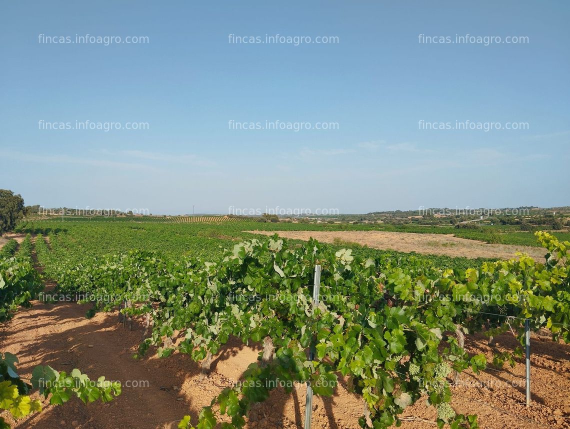 Fotos de Se vende parcela rústica viña