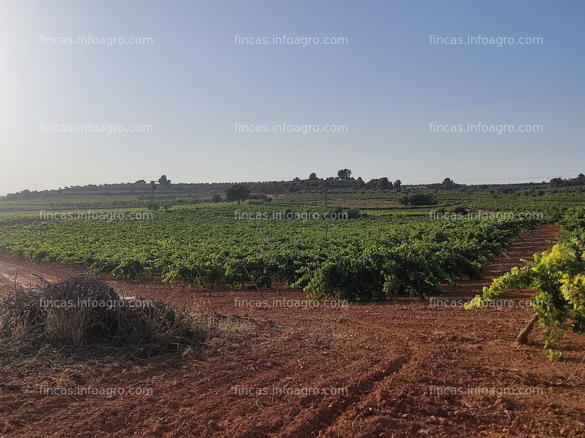 Fotos de Se vende parcela rústica viña