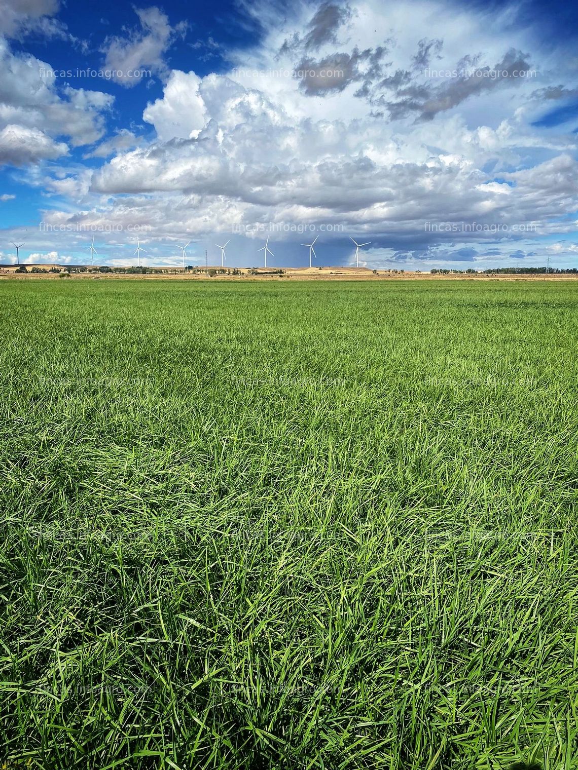 Fotos de A la venta ¡PARA ENTRAR A REGAR! Finca rústica de regadío con cultivo de trigo multiplicación, derechos de PAC, equipada con Pivot Sectorial puesto en 2022, y generador integrado.