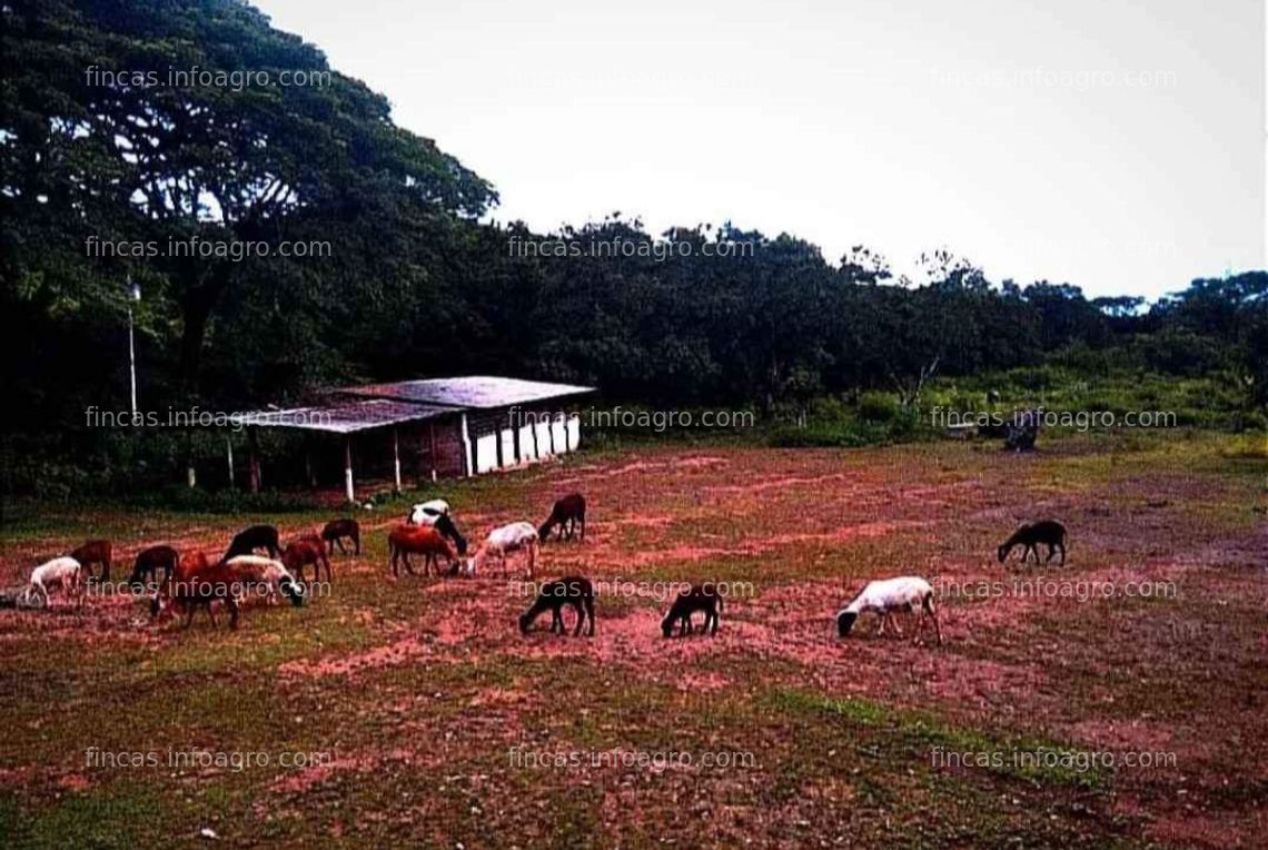 Fotos de Se vende finca de 4 hectáreas