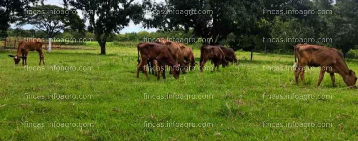 Fotos de Se vende finca de 4 hectáreas