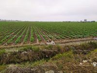 Fotos de En venta  Terrenos agroindustriales desde 1 hectárea en Chancay y Huaral