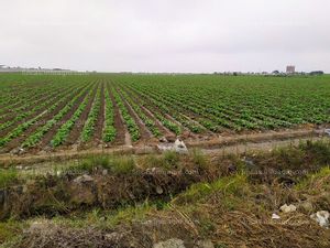 En venta  Terrenos agroindustriales desde 1 hectárea en Chancay y Huaral