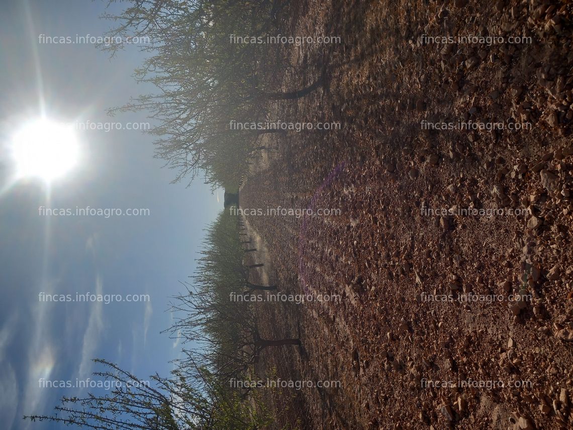 Fotos de A la venta parcela rustica con almendras