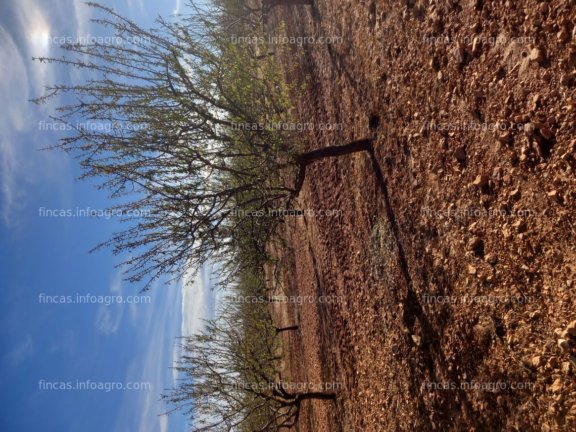 Fotos de A la venta parcela rustica con almendras