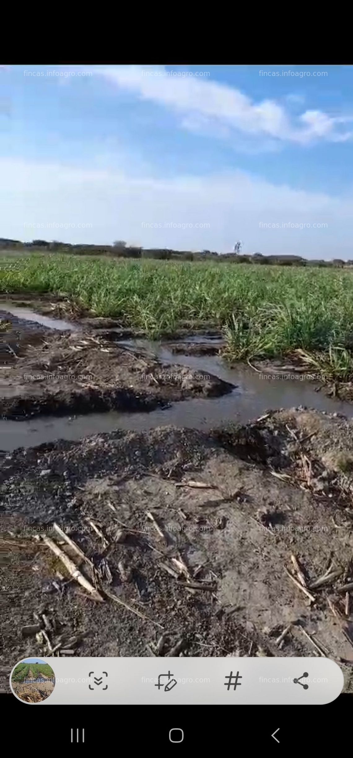 Fotos de A la venta terreno agricola en zona cañera