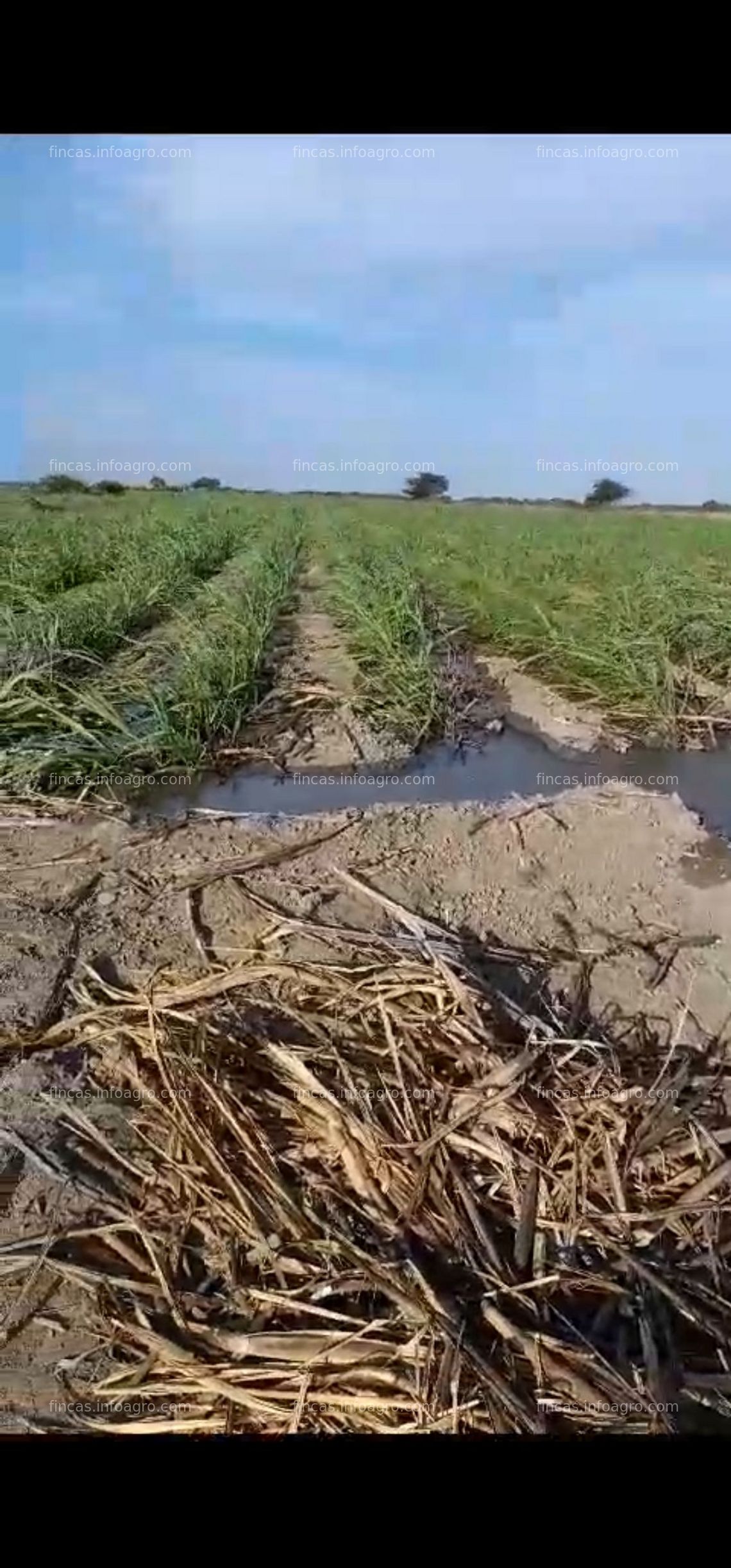 Fotos de A la venta terreno agricola en zona cañera