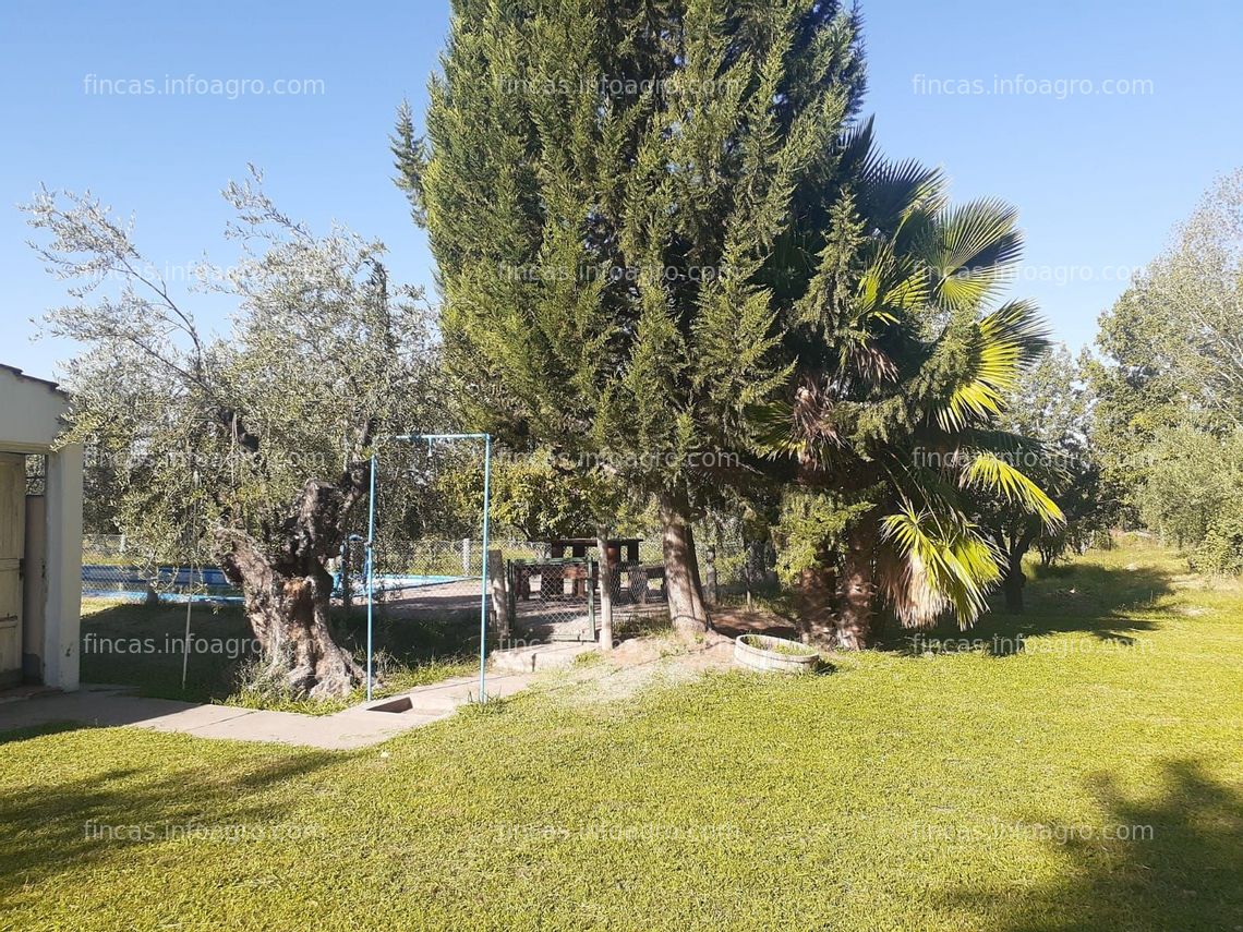 Fotos de Vendo finca de olivos en Maipú, Mendoza, Argentina