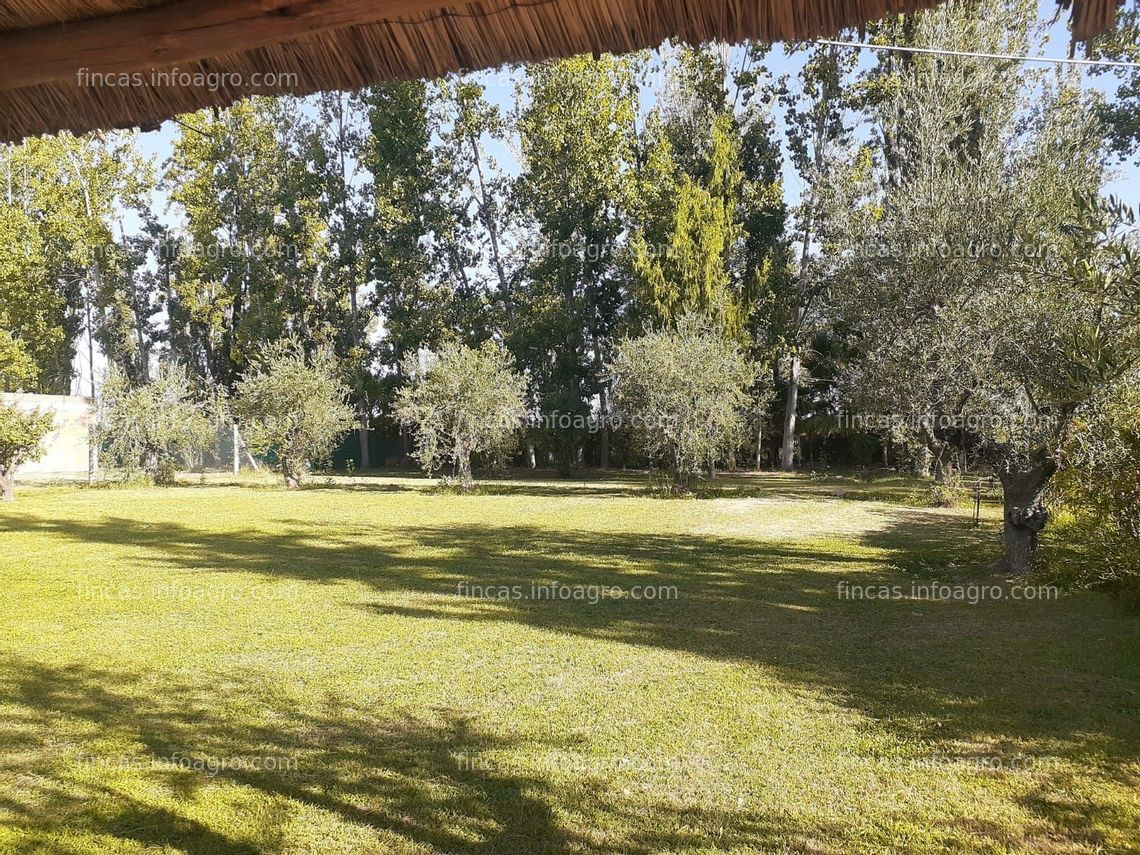 Fotos de Vendo finca de olivos en Maipú, Mendoza, Argentina