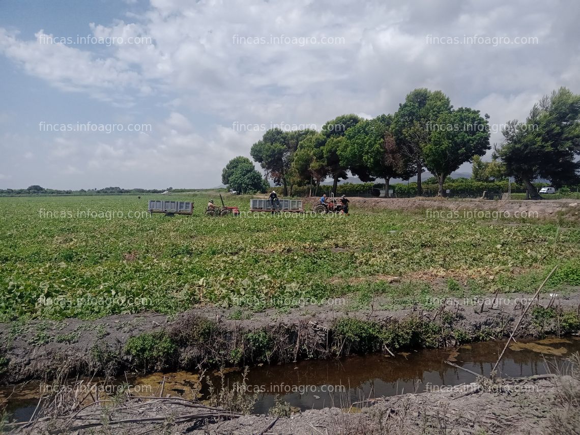 Fotos de En venta  finca rústica de regadío de 332 hanegadas ( 27 hectáreas ) en Almenara (Castellón)