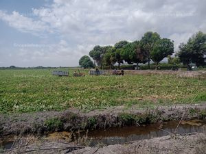 A la venta finca rústica de regadío de 332 hanegadas ( 27 hectáreas ) en Almenara (Castellón)