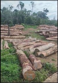 Fotos de Se vende Transfiero Concesión Forestal en Pucallpa