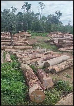 Se vende Transfiero Concesión Forestal en Pucallpa