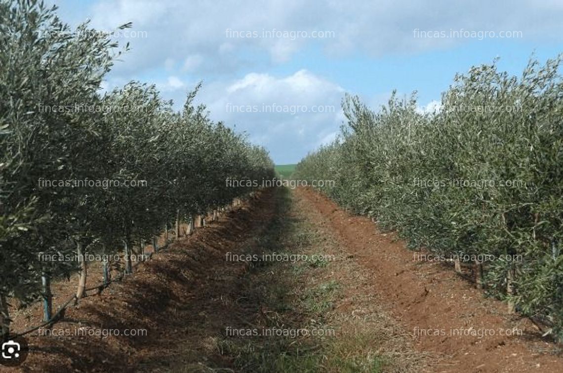 Fotos de A la venta 100 Ha regadío - Campo de Belchite - Ref: AG102