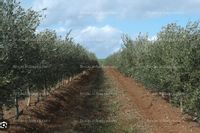 Fotos de Se vende 112 Ha regadío - Campo de Belchite - Ref: AG102