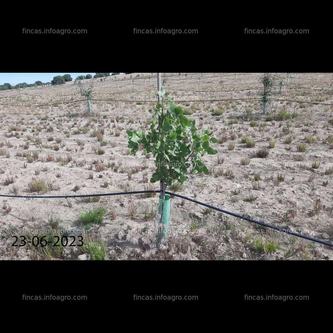 Fotos de A la venta finca de pistachos 5 hectáreas (Fuensalida, Toledo)