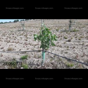 A la venta finca de pistachos 5 hectáreas (Fuensalida, Toledo)