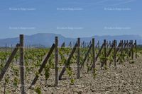 Fotos de A la venta viñedo emparrado regadío con D.O. Rioja (Arenzana de Arriba, Rioja)