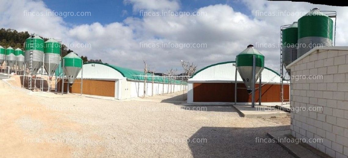 Fotos de En venta  explotacion ganadera polivalente actualmente con capacidad para 1.300 conejas en  la comarca de Les Garrigues. Ref: RA102