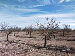 Vendo finca de 50 Ha en Bajo Cinca. Ref: AG119