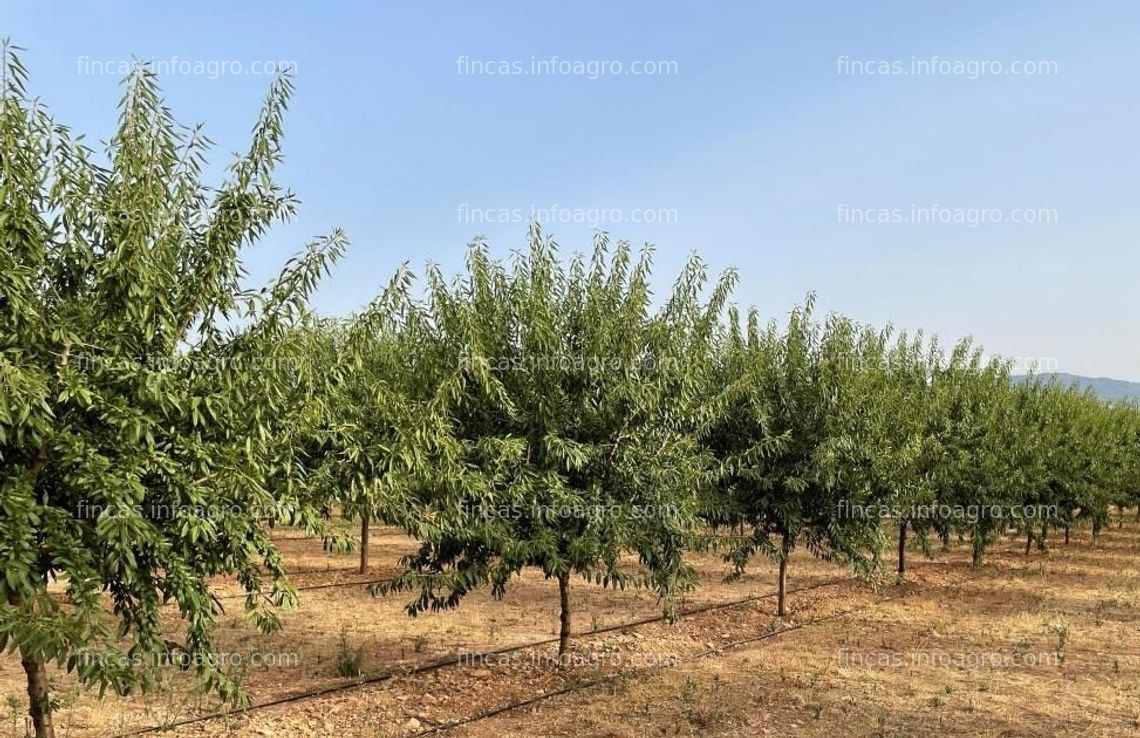 Fotos de Vendo finca de 50 Ha en Bajo Cinca. Ref: AG119