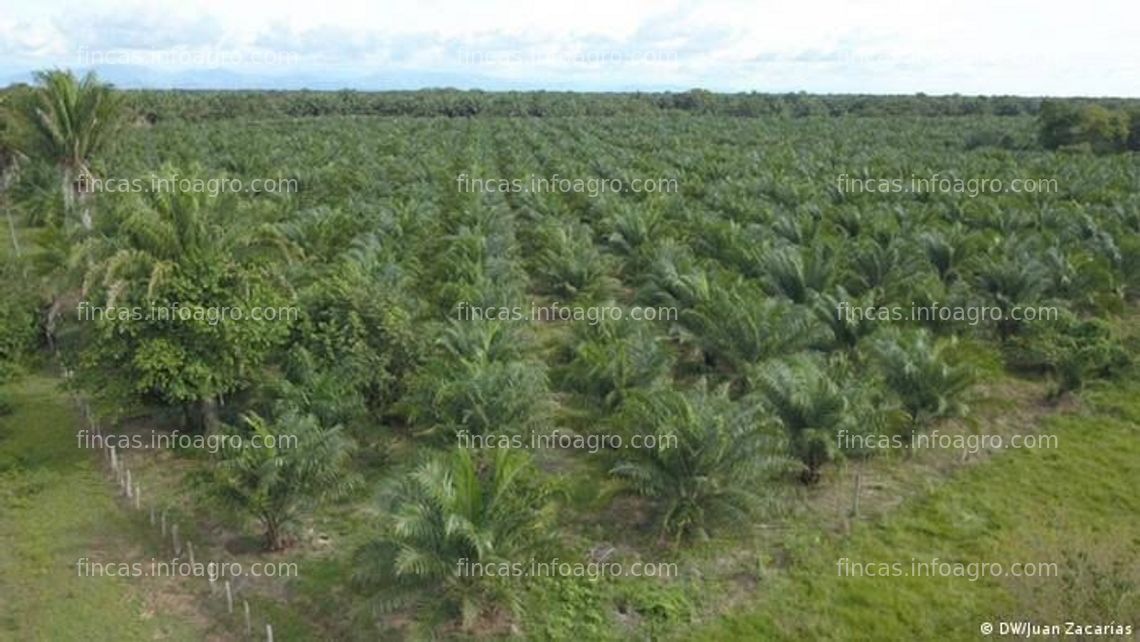 Fotos de En venta  Terreno de 2000 hectáreas en Pucallpa